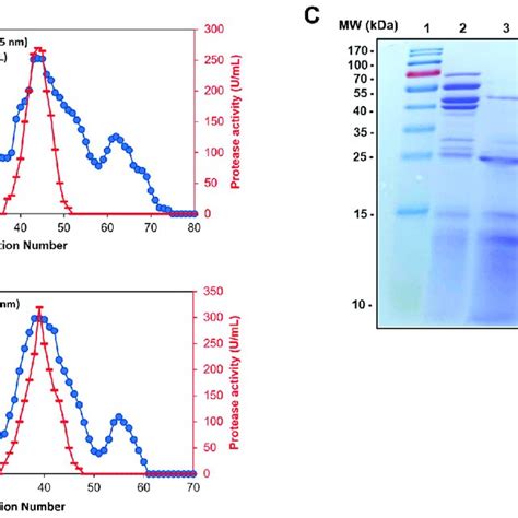 Purification Procedure Of SH21 A The Elution Profiles Of Sepharose