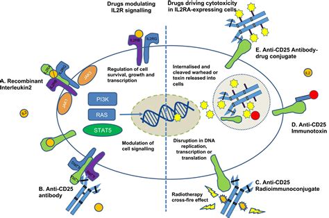 The Emerging Role Of Anticd Directed Therapies As Both Immune