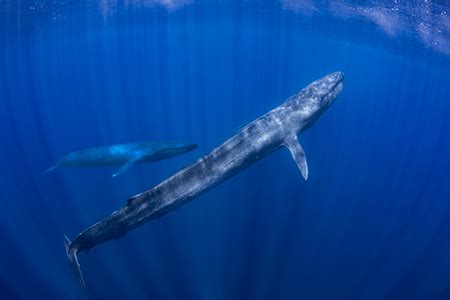 Blue Whale Tongue Size