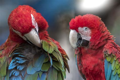 Closeup Green Winged Macaws Stock Photo - Download Image Now - Animal ...