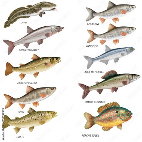 Stockillustratie Poissons D Eau Douce Lotte Barbeau Fluviatile Ombre