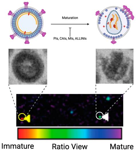 Exploring Hiv 1 Maturation A New Frontier In Antiviral Development