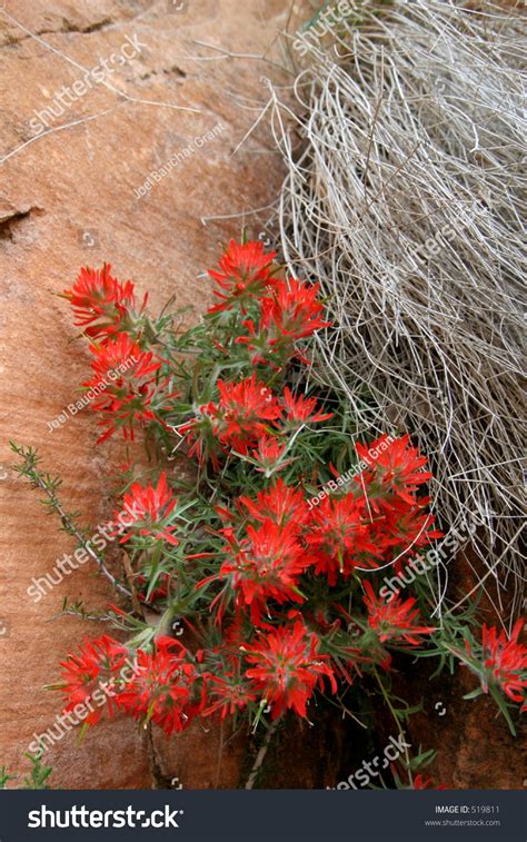 Natural Succulent Cactus Flower Composition In Zion National Park Stock