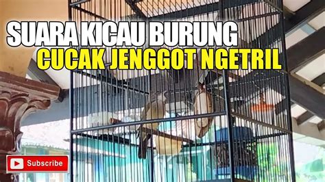 SUARA BURUNG CUCAK JENGGOT GACOR YouTube