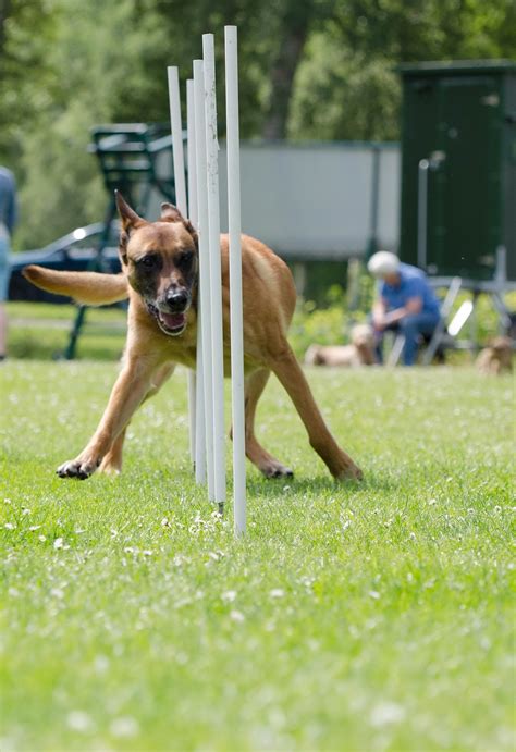 Agility Der perfekte ausgleich zwischen Sport und Spaß mit deinem Hund