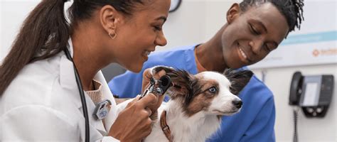 The Impact of Big Data in Veterinary Medicine | Today's Veterinary Practice