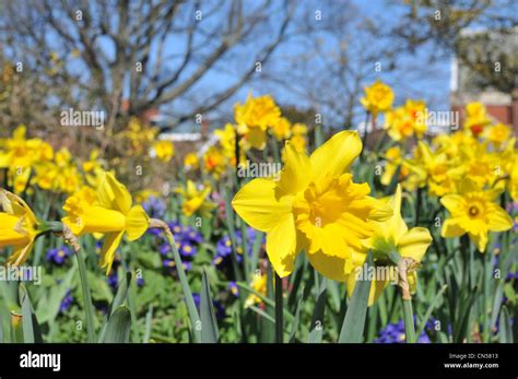 Daffodils In Full Bloom On A Sunny Spring Day Stock Photo Alamy