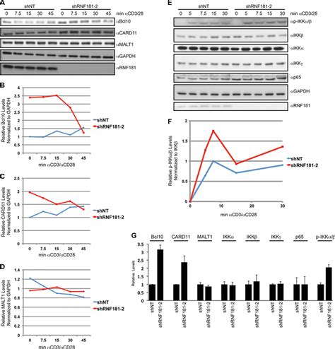 Bcl Is Basally Upregulated In Rnf Deficient Cells A And E