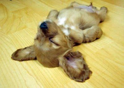 Funny Puppy Sleeping picture |Funny Animal