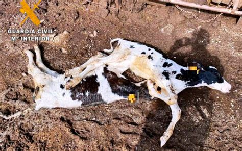 Investigan A Un Ganadero Después De Aparecer En Su Explotación 22 Vacas