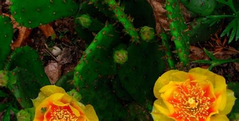 The praiseworthy prickly pear cactus | TBR News Media