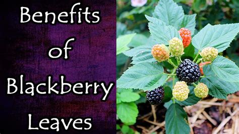 Benefits Of Blackberry Leaves YouTube