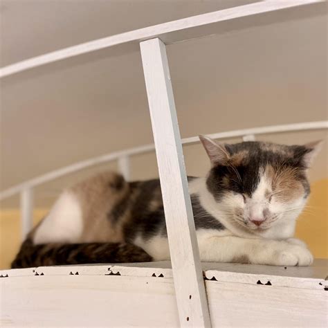 Pets of the Week: Petal and Kiwi - Daily Bulldog