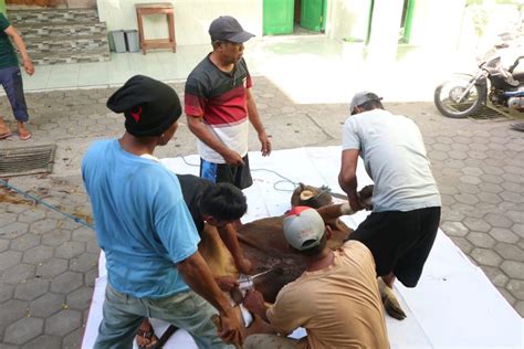 Penyembelihan Hewan Kurban Mts Muhakarta Tahun H Mts