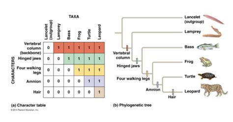 Ch 26 Phylogeny And The Tree Of Life Dynamic Study Module Flashcards