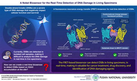 一种新型生物传感器，可以实时检测dna损伤 生物通