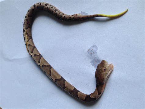 Juvenile Copperhead