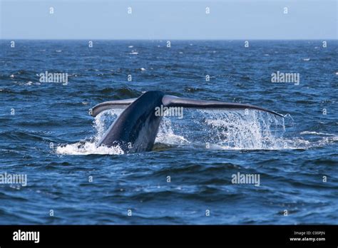 Ballena Azul Balaenoptera Musculus Fotografías E Imágenes De Alta Resolución Alamy