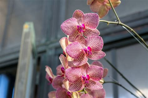 Orchid Extravaganza at Longwood Gardens - Reverberations