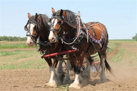 7 Clydesdale Horse Facts You Probably Didn't Know