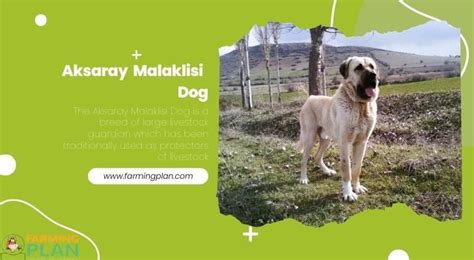 Aksaray Malaklisi Dog: The Best Of Turkish Dogs - Farming Plan