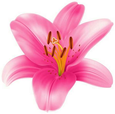 Pin By Ana Cristina Pimenta On Desenhos E Pinturas Pink Lily Flower