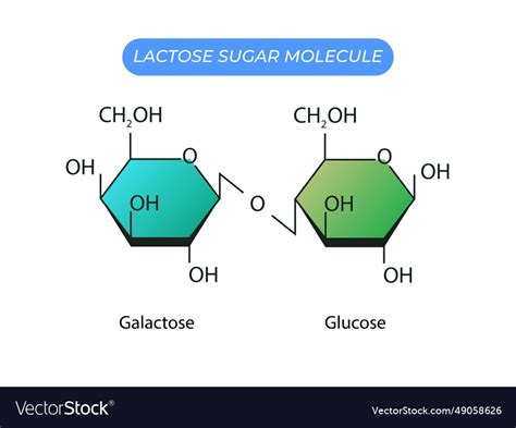 Lactose Sugar Molecule Glucose And Galactose Vector Image