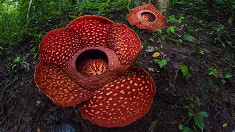 15 Mind-Blowing Facts About Rafflesia That Are Barely Known