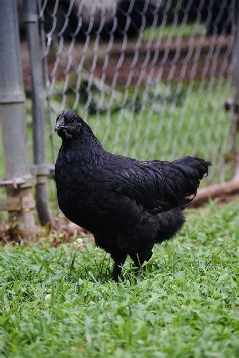 Ayam cemani chicken – Artofit