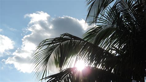 Free Images Natural Palm Tree Sky Arecales Vegetation Tropics