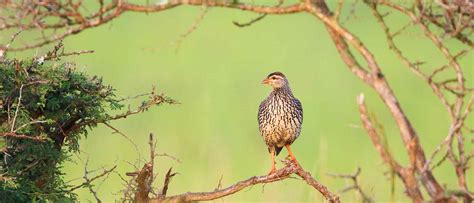 Birding At Murchison Falls National Park