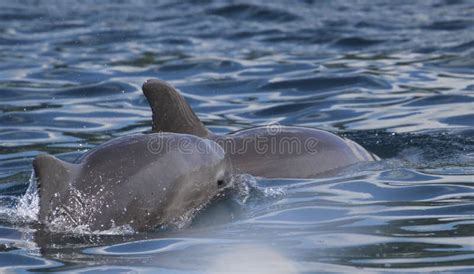 Baby dolphin and mom stock photo. Image of dives, mothers - 135892292