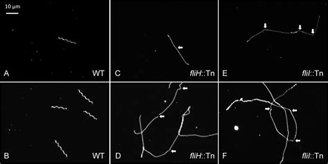 Mutations In The Borrelia Burgdorferi Flagellar Type Iii Secretion