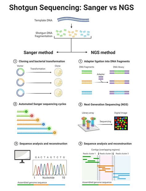 Shotgun Sequencing Principle Types Process Uses Diagram