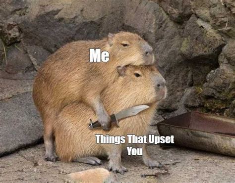 Capybara Meme Discover more interesting Animal, Animals, Capybara ...