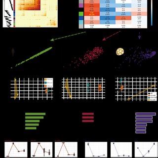 Comparative Transcriptome Analysis Of Differentiating Human Mouse And