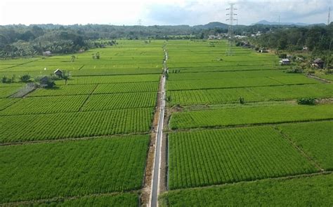 Kementan Tingkatkan Budidaya Padi Di Lahan Tadah Hujan Dan Kering