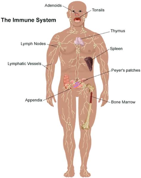 immune-system-diagram - Dr Fiquet Hanna Duckworth