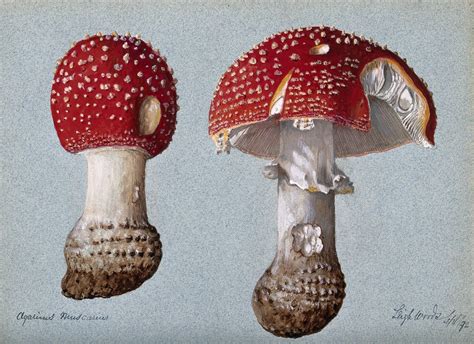 Mushrooms Vintage Art Illustration Free Stock Photo Public Domain