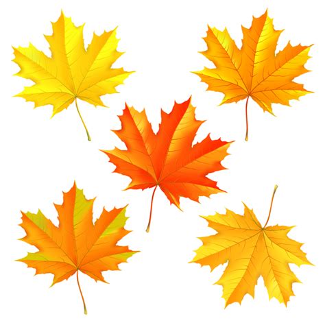 Set Of Autumn Maple Leaves Illustration Vector Free Download