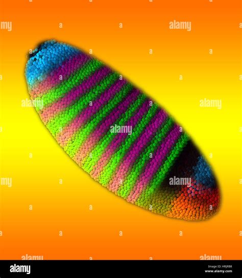 Gene Expression in Drosophila Embryo Stock Photo - Alamy