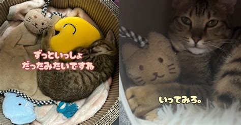 子猫のときからいつも一緒だったらしい、ぬいぐるみ 感動→大爆笑のオチが「うるうるしたのにw」と180万再生（22 ページ） ねとらぼ