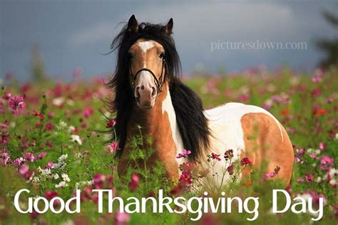 Horse thanksgiving pictures outdoors free download