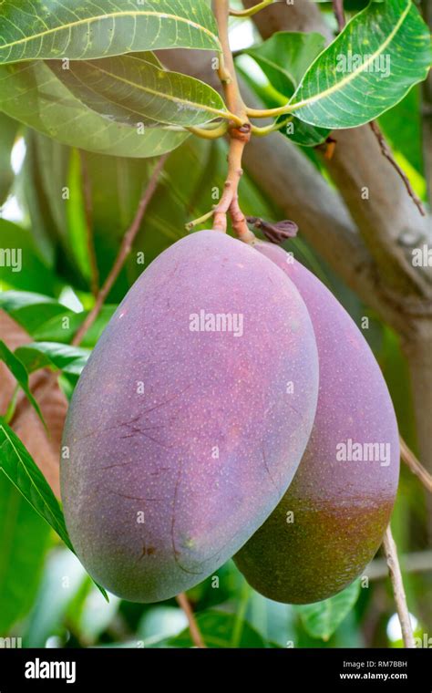 Tropical Mango Tree With Big Ripe Mango Fruits Growing In Orchard On