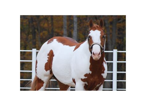 Sceni Rio Krymsun AQHA APHA ROM Stalion One Hot Kymu