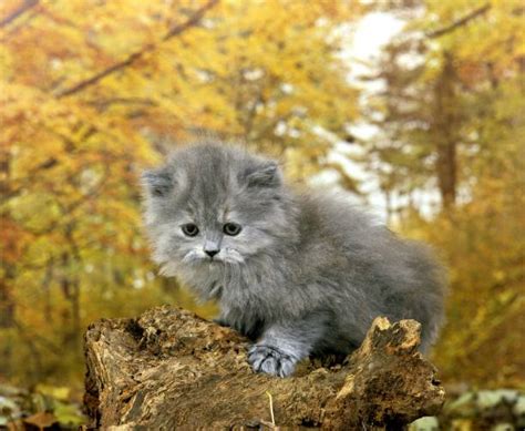 Persian Baby Cat Stock Photos, Pictures & Royalty-Free Images - iStock