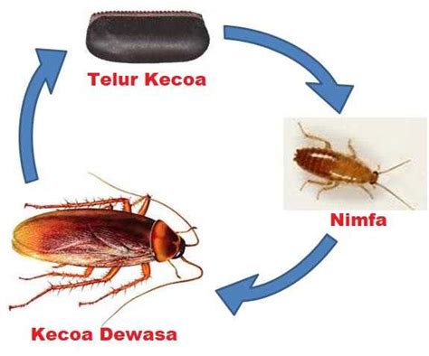 16 Top Inspirasi Metamorfosis Pada Kecoak