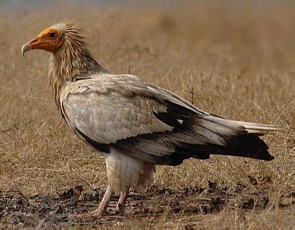 Egyptian vulture – IAS4Sure