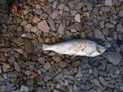 Contamina O Perigosa Dos Reservat Rios Morte De Peixes No Lago Devido