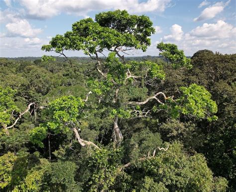 Yasuní Rainforest